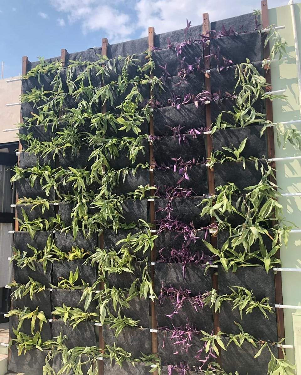 Agricultura urbana, un paso necesario en Mérida