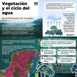 206 Vegetación y el ciclo del agua