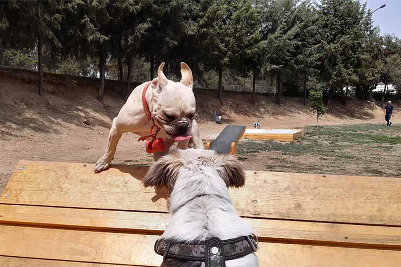 Parques para perros