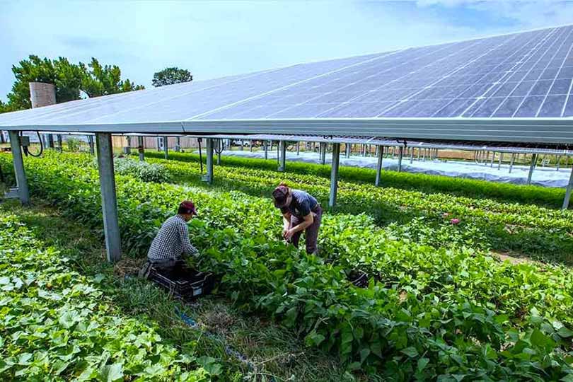 Sistemas agrovoltaicos, alimentos y energía en una sola aplicación