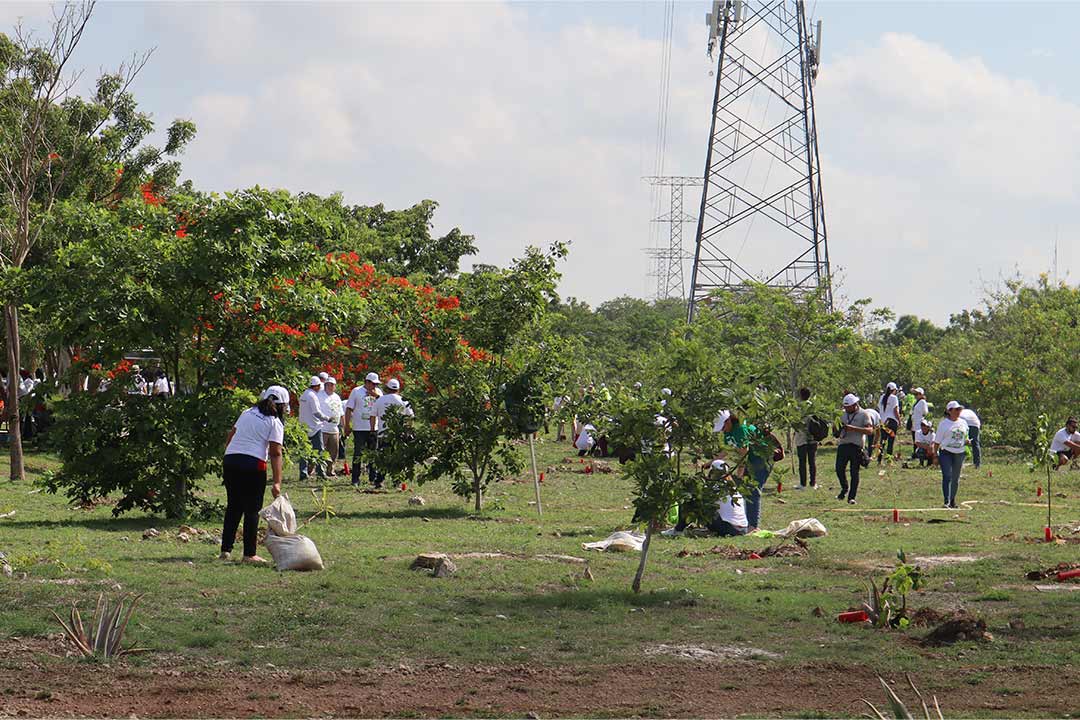 Revertir el impacto del cambio climático: casos de éxito de reforestación urbana en Mérida