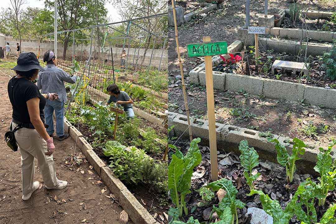 Huerto urbano Kiin Be “Camino del Sol”