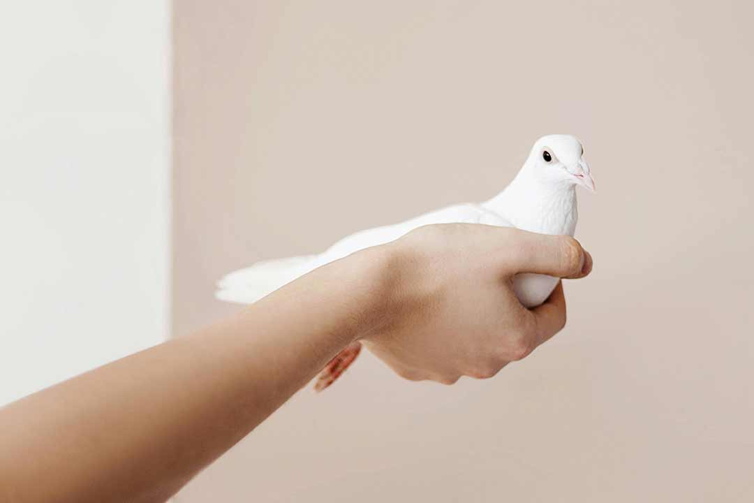 La Paz y la Cultura de Paz desde la Práctica Social