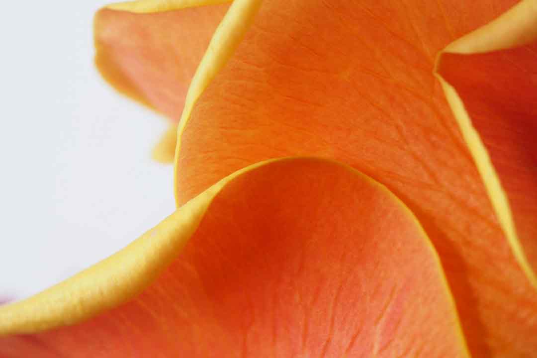 El naranja: la fuerza de la paz activa