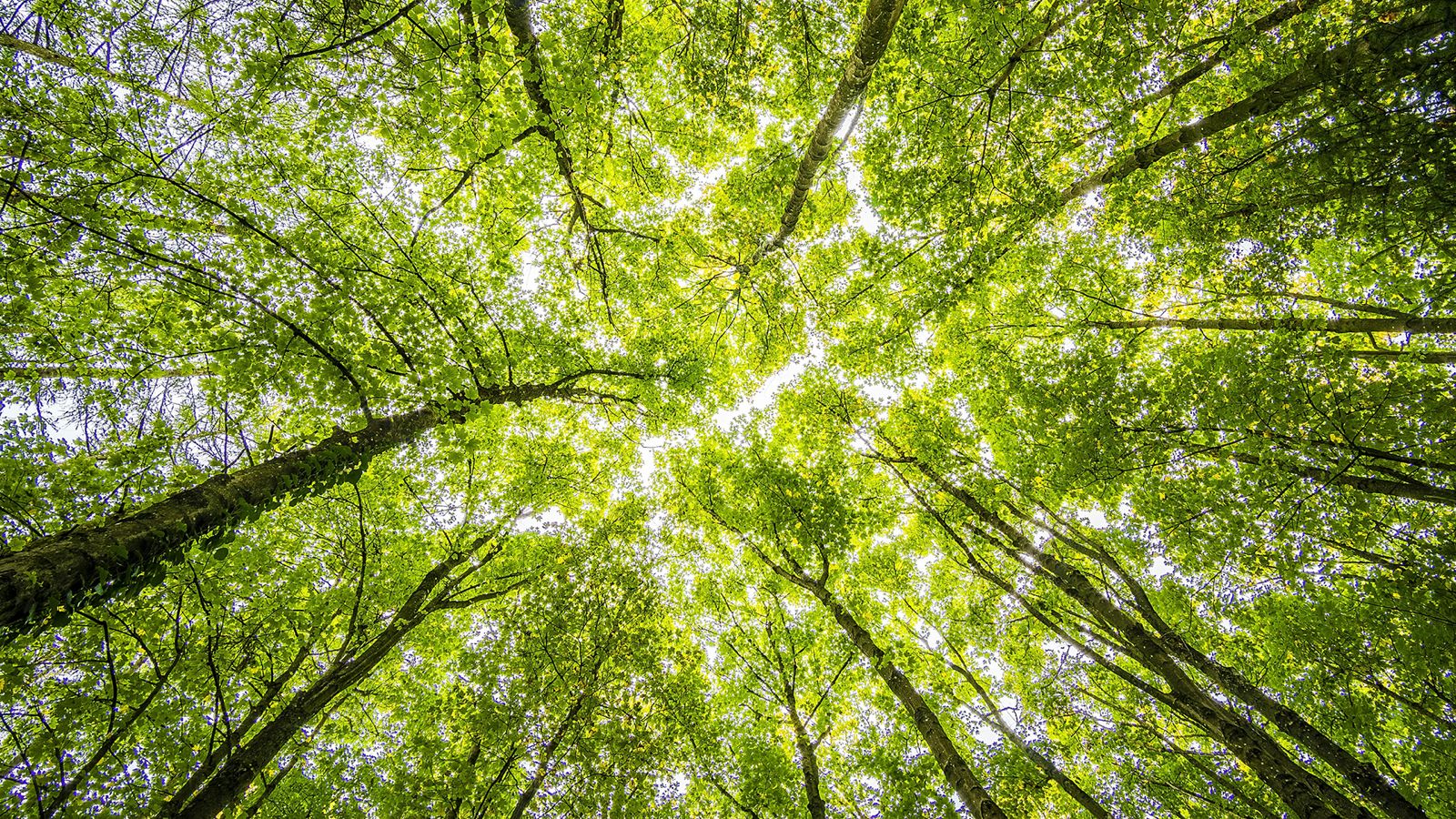 La naturaleza también es infraestructura